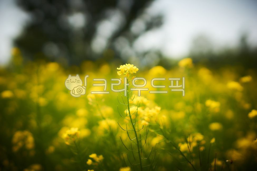 꽃,자연,노란꽃,유채꽃,식물