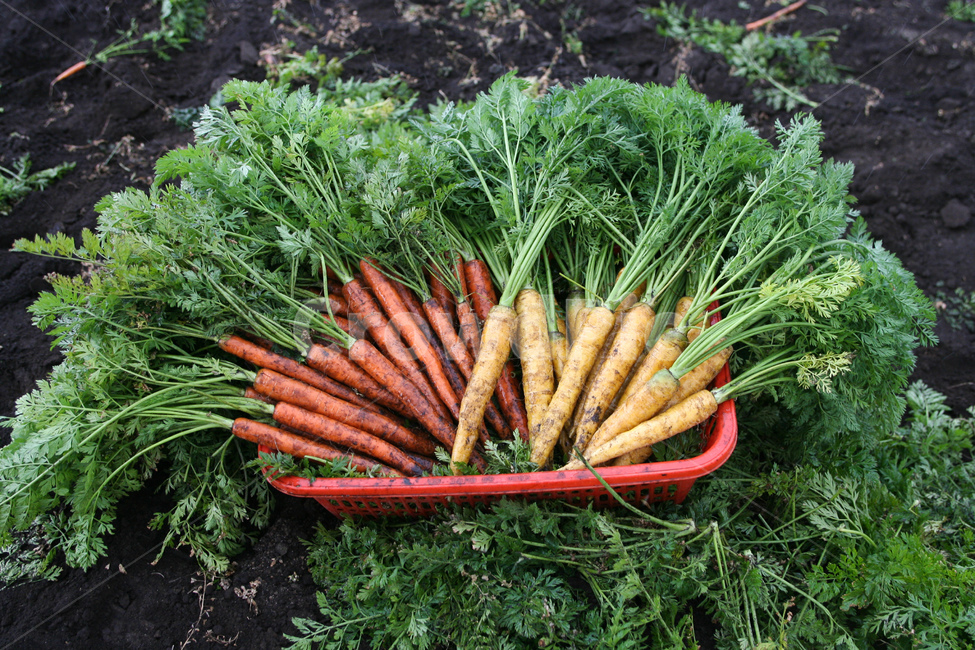 야채,당근,다이어트,건강,유기농,제주,농장,자연,carrot,carrots,food,vegetable,fresh,orange,bunch,organic,healthy,vegetables,green,raw,isolated,root,agriculture,garden,diet,market,vegetarian,leaf,white,harvest,vitamin,ripe,nature,carrotcarrot,farm,closeup,color,colorful,country,diete,cofarmer,farmersmarket,farming,background,greenhealthhealthyfoodshealthylifehealthylifestylehealthylifestylebackground,jejuisland,jejukorea,natural,naturelandscape,nutrition,organicbackground,organicfarm,음식,식재료,요리,food,cook,meal,dishes,food reserves,채소,야채,vegetables,산업,industry,industrial,농업,농사,agriculture,farming,farming industry