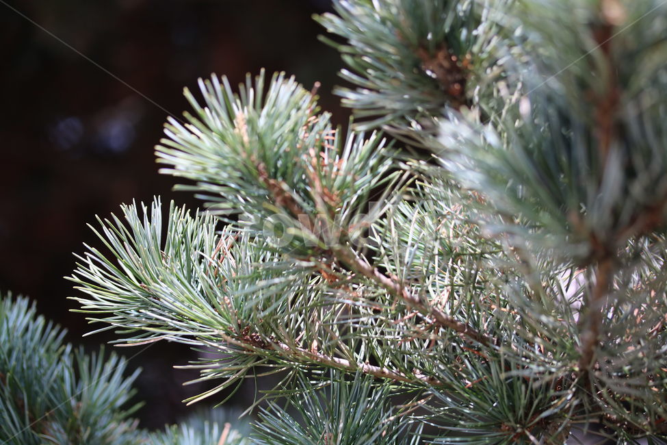 소나무,식물,자연,초록,녹색,계절,색깔,pinetree,green,brown,season,color,plant,nature,식물,자연,plants,nature,나무,trees,wood