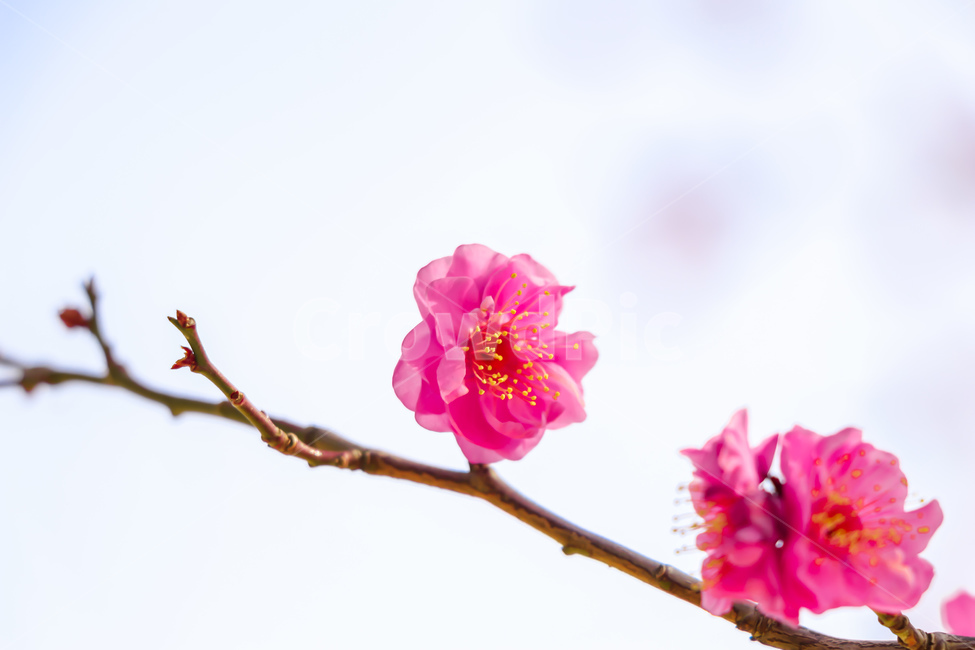 꽃,식물,봄,홍매화,벚꽃,식물,자연,plants,nature,꽃,flower