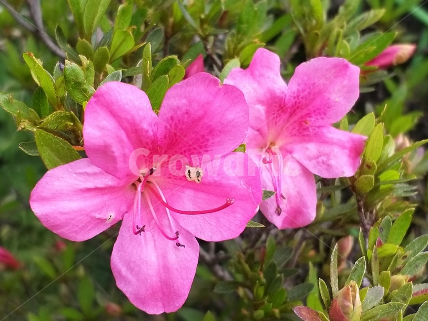 꽃,flower,식물,blossom,봄꽃,철쭉꽃,꽃잎,자연,식물,자연,plants,nature,꽃,flower
