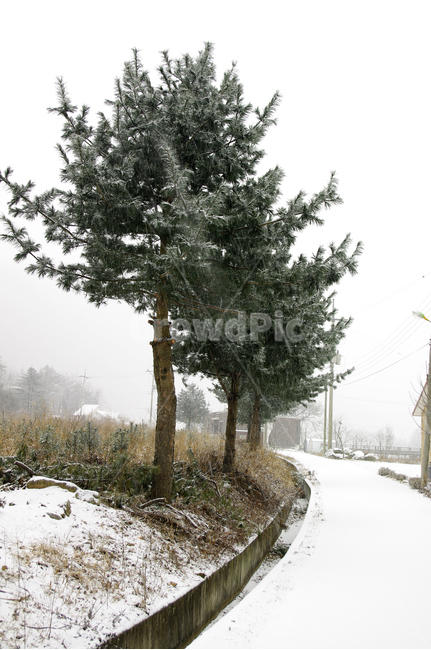 나무,잣나무,눈,겨울,눈길,겨울,계절,winter,season