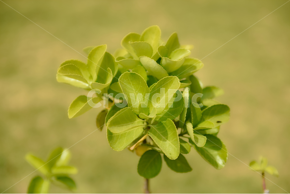 꽃,자연,접사,힐링,신선함,season,plants,nature,flower,sensible,feeling,색깔,색상,색채,색감,colorsense,colorsensitivity,feelingofcolor,감성,평온함,느낌,휴식,드라이플라워,녹색