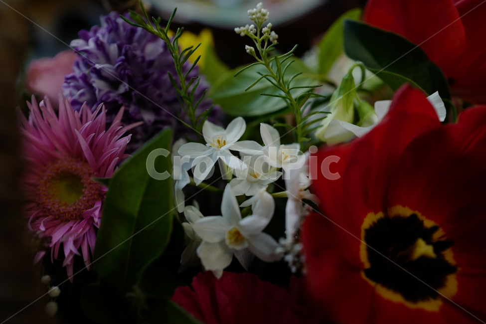 꽃,플라워,flower,flowers,꽃바구니,꽃,flower,기념일,축하,anniversary,congratulation,celebrate,celebration