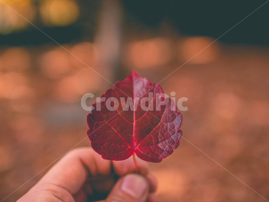 가을,낙엽,단풍,숲,흙,나무,계절,아웃포커싱,색감,감성,가을,계절,fall,autumn,season,식물,자연,plants,nature,감성,sensible,feeling,plant,leaf,잎
