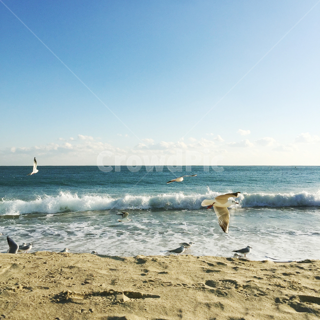 바다,sea,파도,갈매기,wave,seagull,해운대,부산해운대,해수욕장,겨울바다,모래사장,발자국,nature,자연,landscape,해변,바다,beach,sea