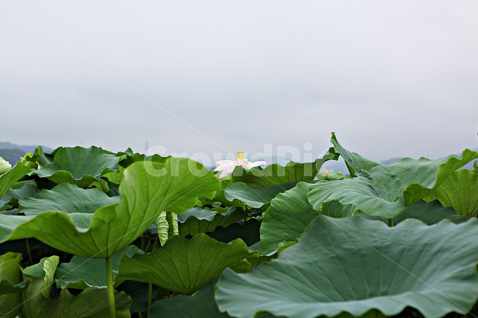 연꽃,꽃,연잎,관곡지,생태