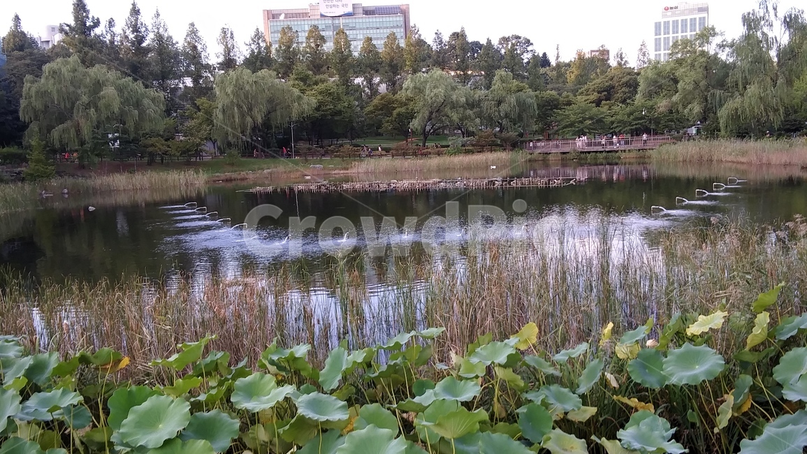 water,물,nature,자연,outdoors,나라,land,공원,호수,연못,나무,tree,연꽃,수생식물,분수,녹색,green,자연,풍경,nature,landscape