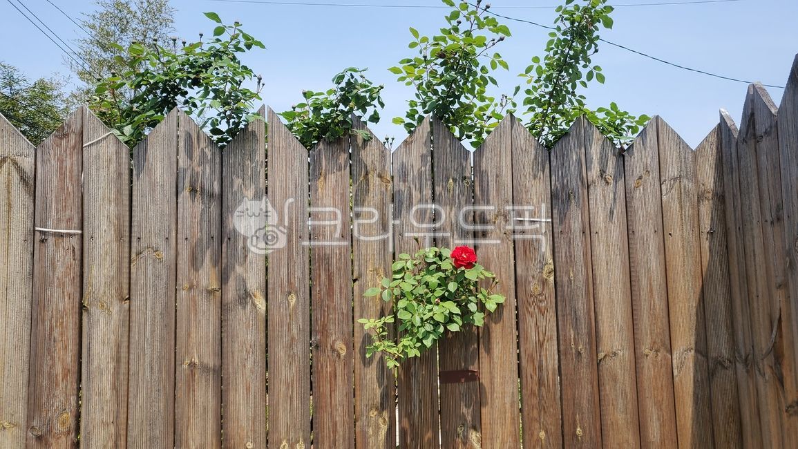 울타리장미,담장,덩쿨장미,넝쿨장미,빨간장미,붉은장미,plant,식물,rose,가장예쁜꽃,장미정원,아름다운꽃