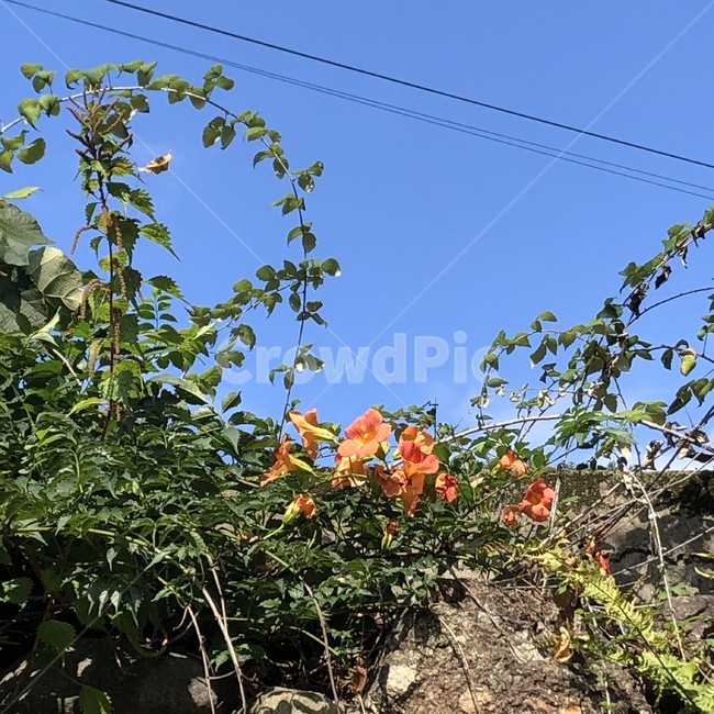 꽃,flower,능소화,atrumpetcreeper,담쟁이덩굴,담벼락,주황색꽃,orangecolor,파란하늘,자연,sky,하늘,초록잎,wall,ivy,식물,plant,식물,자연,plants,nature,꽃,flower