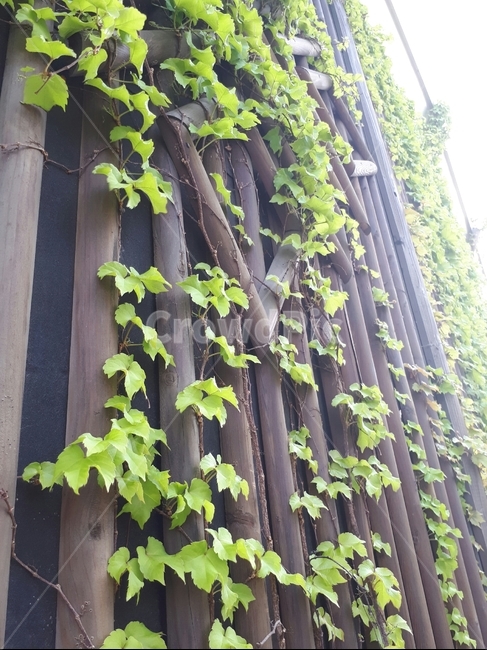 잎사귀,줄기,넝쿨,덩쿨,담벼락,벽,식물,자연,식물,자연,plants,nature