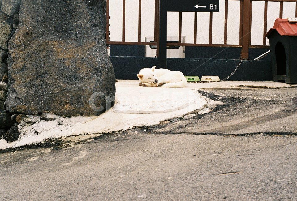 강아지,필름사진,감성사진,색감,진돗개,필름,아날로그,아날로그감성,제주,바다,돌,분위기,film,dog,동물,귀여워,흰둥이,아트,동물,animal,포유류,mammal,개,강아지,dog,doggy