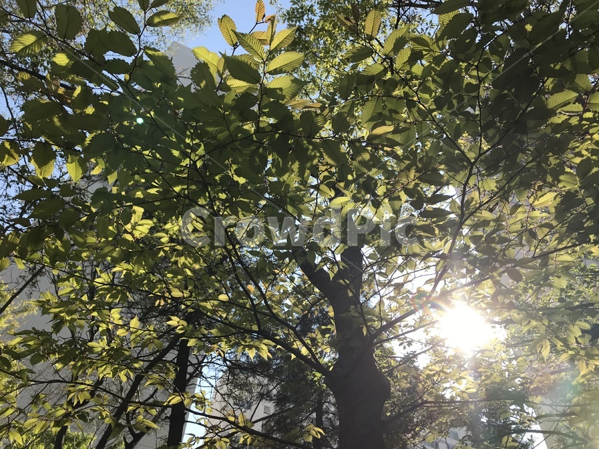 가로수,나무,잎사귀,푸른하늘,하늘,가로수길,나뭇가지,푸른,초록,초록색,푸른색,파란색,푸릇푸릇,봄