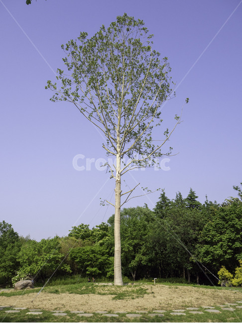 나무,tree,식물,plant,수목원,botanicalgarden,자연,nature,대구식물원,큰나무,식물,자연,plants,nature,나무,trees,wood