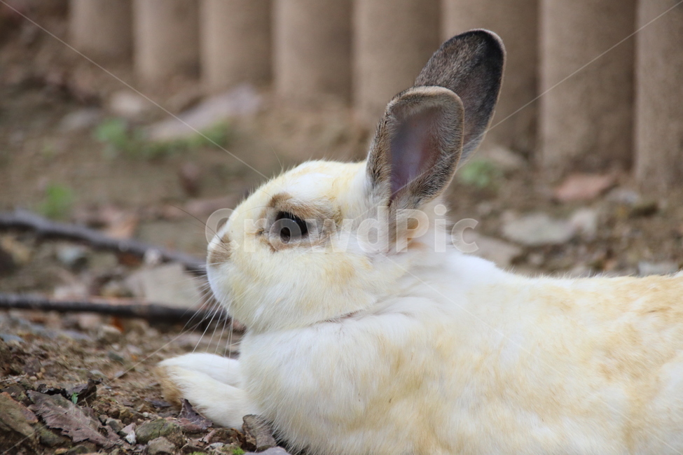 토끼,동물,자연,귀여움,순한,동물,animal,포유류,mammal