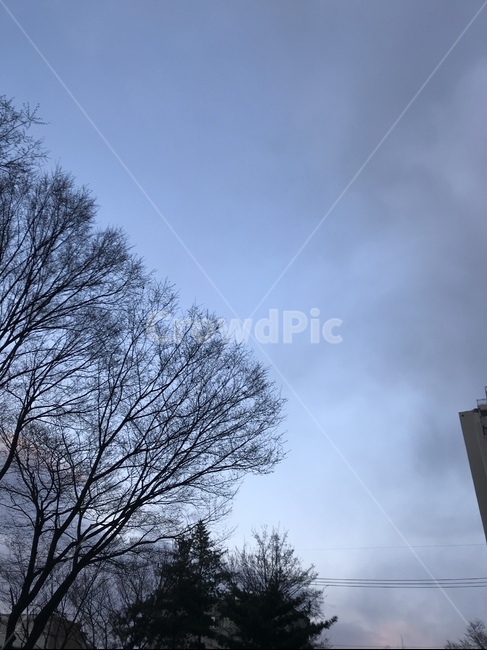 초저녁,하늘,풍경,나무,구름,저녁하늘,초저녁하늘,자연,풍경,nature,landscape,tree,plant,식물