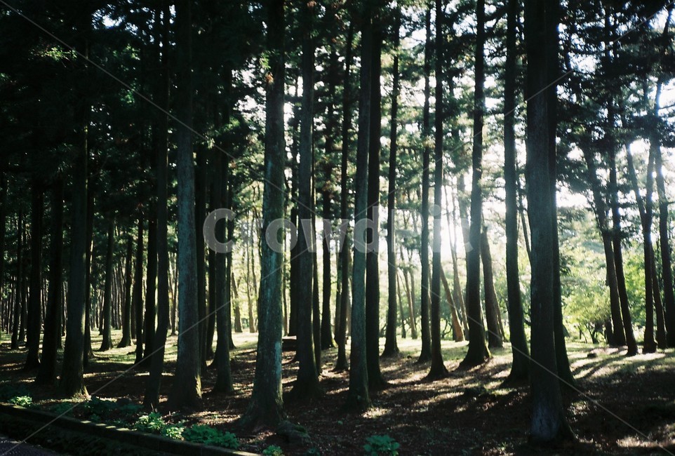 land,땅,tree,나무,숲,forest,초목,식물,plant,작은숲,배경,자연,nature,힐링,가을,자연풍경,자연,풍경,nature,landscape