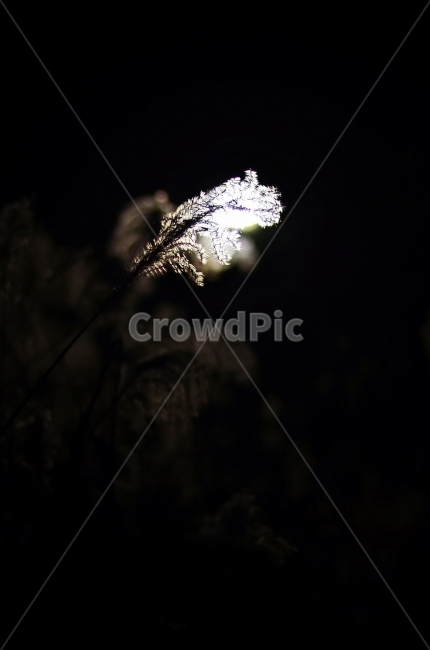 억새,갈대,야경,겨울,아웃포커스,자연,야경,밤,풍경,nightscape,night,landscape,식물,자연,plants,nature,plant,grass,잔디,outdoors,옥외