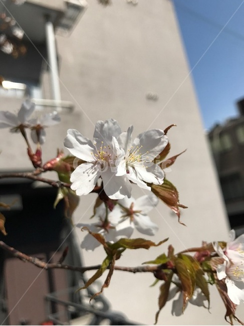 벚꽃,꽃,봄,흰벚꽃,흰색,예쁜,계절,spring,식물,자연,plants,nature,꽃,flower