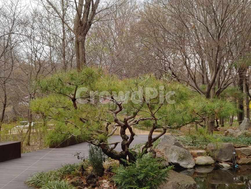 소나무,나무,redpine,tree,수목원,연못,정원,pond,garden