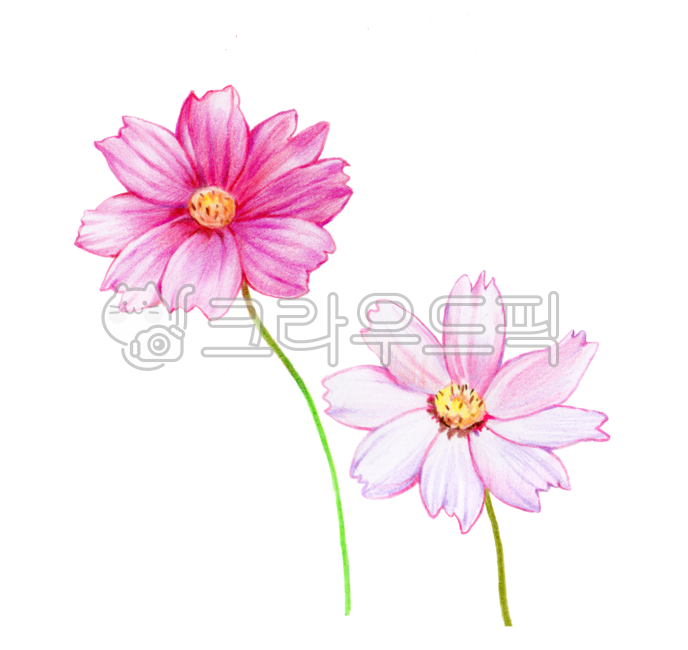 코스모스,가을꽃,가을,꽃,배경,장식,핑크색,색연필,색연필그림,손그림,손그림일러스트,가을일러스트,코스모스꽃