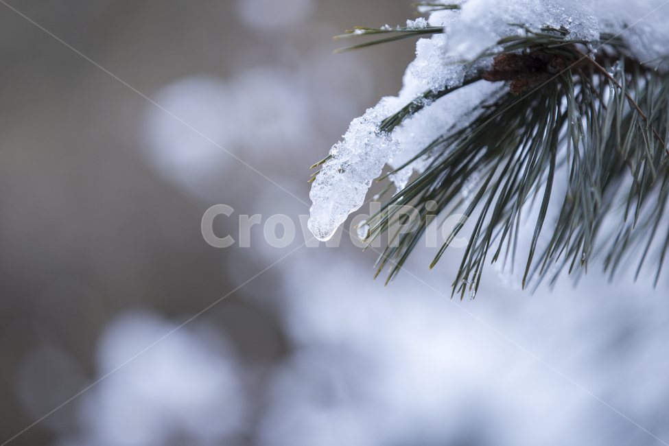 겨울,스노우,눈,해빙,윈터,snow,winter,겨울풍경,겨울,계절,winter,season,식물,자연,plants,nature