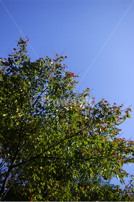 나무,단풍,잎,하늘,가을,식물,자연,plants,nature,나무,trees,wood