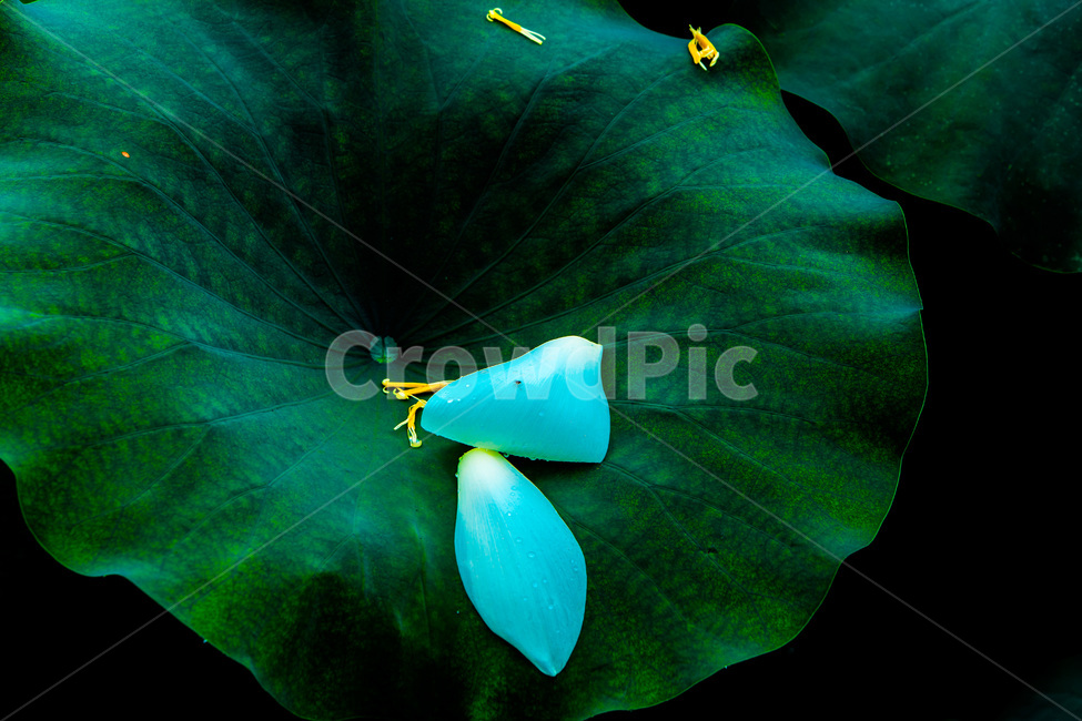 연잎,꽃잎,문양,무늬,낙화,식물,자연,plants,nature,꽃,flower