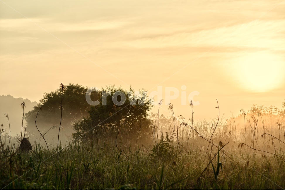 물안개,새벽,늪,일출,자연,풍경,몽환,자연,풍경,nature,landscape,weather,날씨,outdoors,옥외