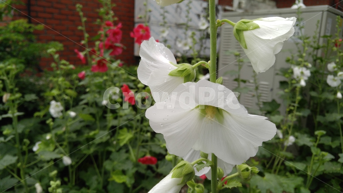 꽃,무궁화,흰꽃,흰색,식물,녹색,flower,mugunghwa,whiteflowers,white,green