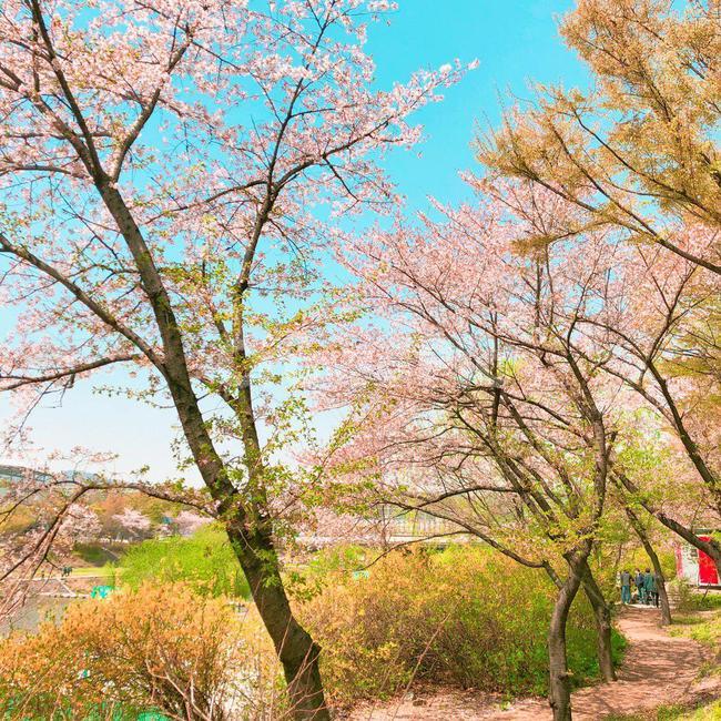벚꽃,벚꽃나무,벚나무,cherryblossoms,나무,하늘,tree,sky,blossoms