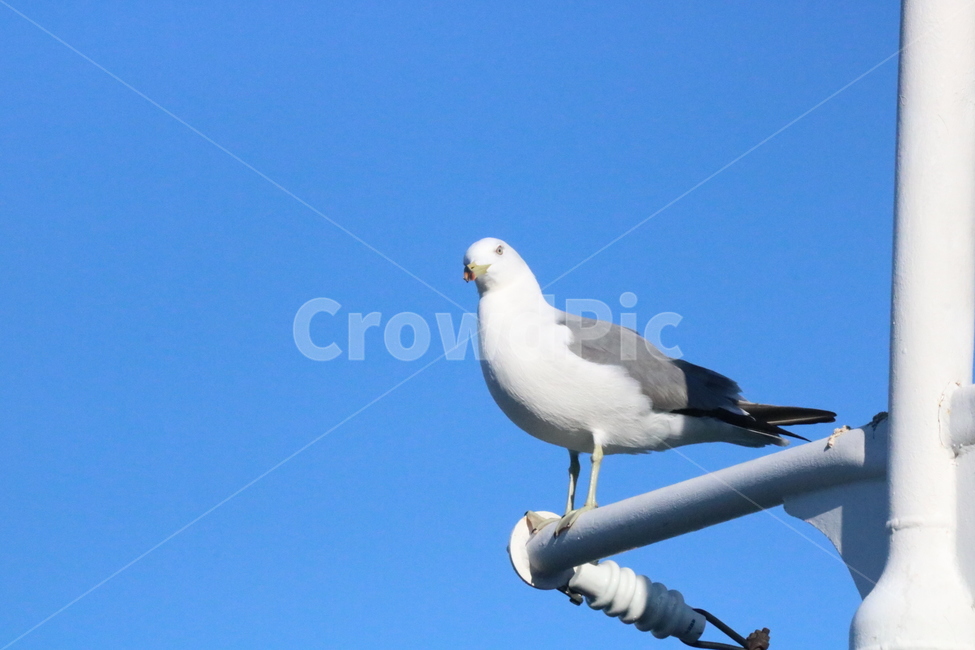 갈매기,파란하늘,맑은하늘,새,동물,동물,animal,조류,새,birds