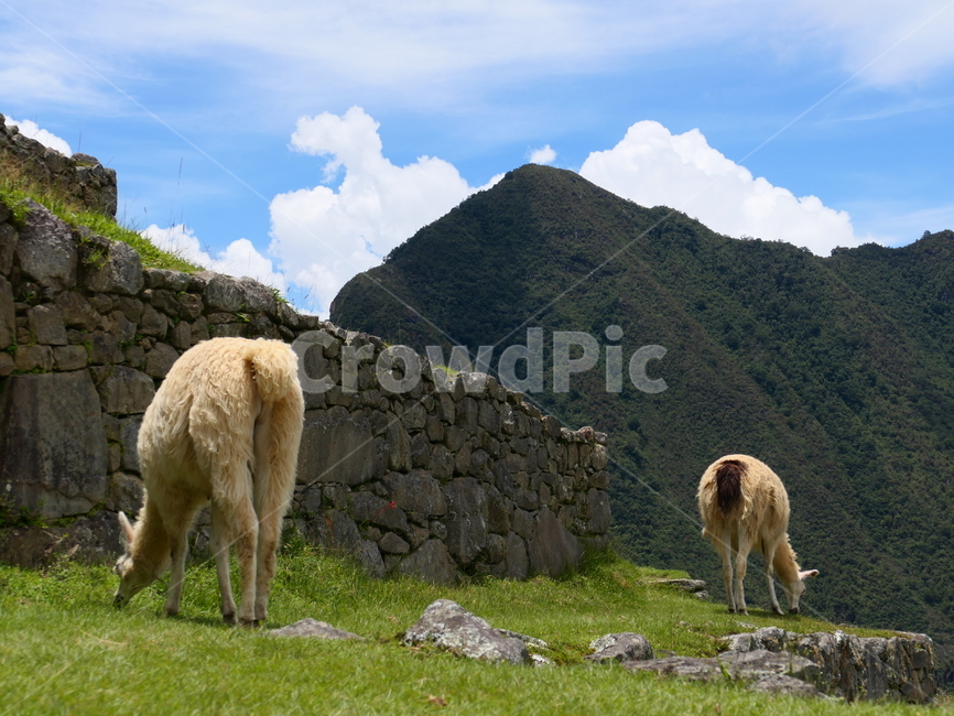 남미,마추픽추,페루,machupicchu,라마,마추픽추라마,lama,animal