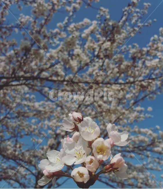 벚꽃,봄,꽃,flower,나무