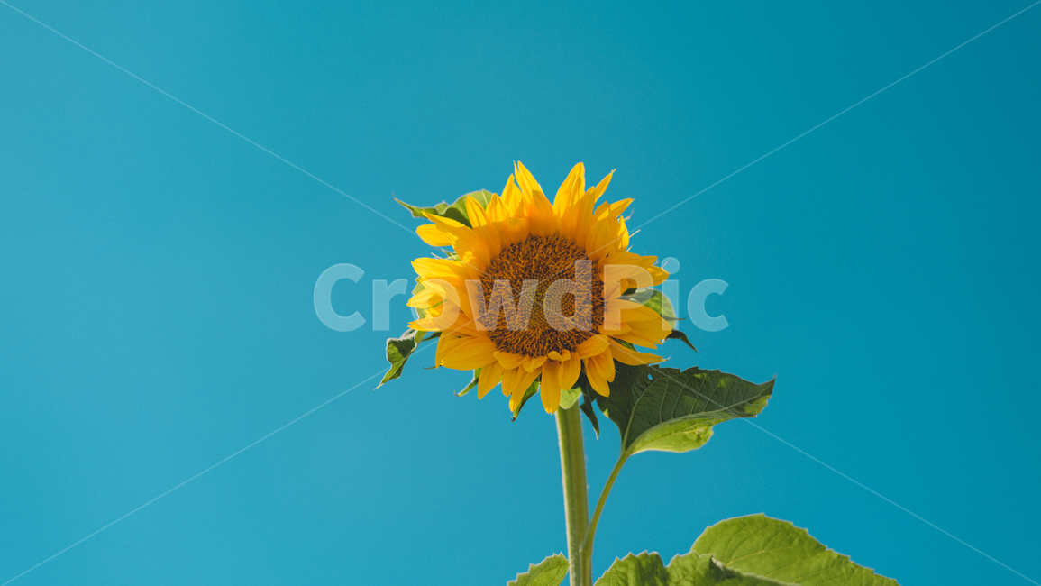 꽃,해바라기,식물,자연,sunflower,노랑,플라워,flower,plant,nature,맑은날,여름,계절,summer,season,가을,fall,autumn,식물,자연,plants,nature,꽃,flower,색깔,색상,색채,색감,color sense,color sensitivity,feeling of color,blossom