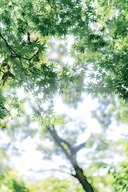 햇빛,나무,나뭇잎,tree,nature,자연,forest,숲,woodland,곶자왈,식물,자연,plants,nature,나무,trees,wood