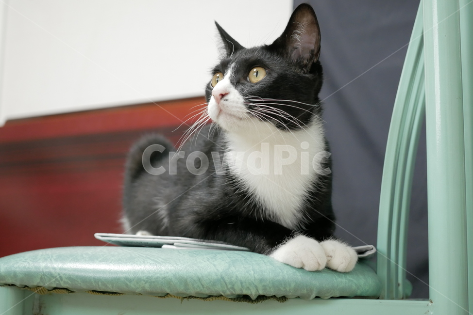 고양이,개냥이,애교,호기심,표정,얼굴,동물,귀여운