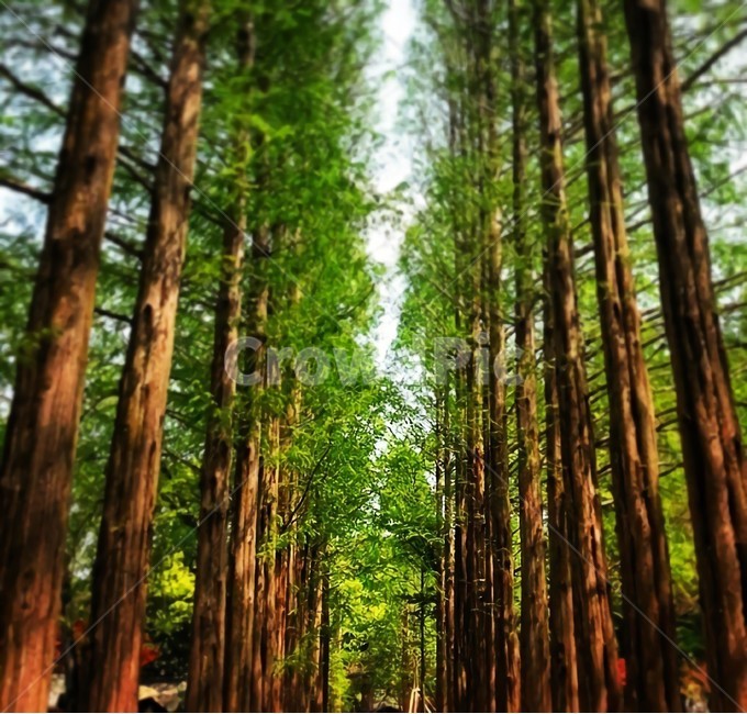 숲,나무,산,자연,감성,녹색,아침,아름다운길,분위기,forest,wood,nature,greenwood,mountain,wild