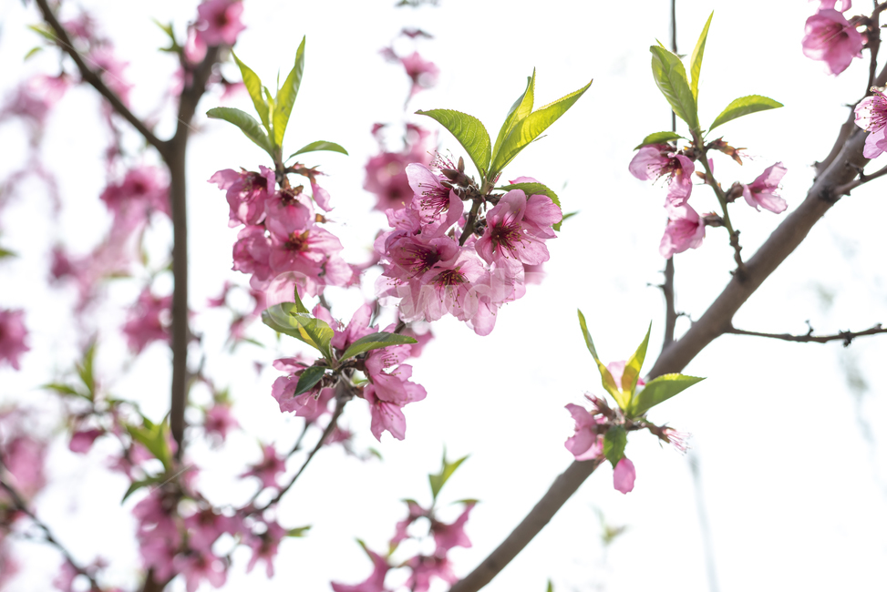 봄,벚꽃,봄닐,꽃놀이,매화,나무,plant,식물,blossom,flower,꽃,season,핑크