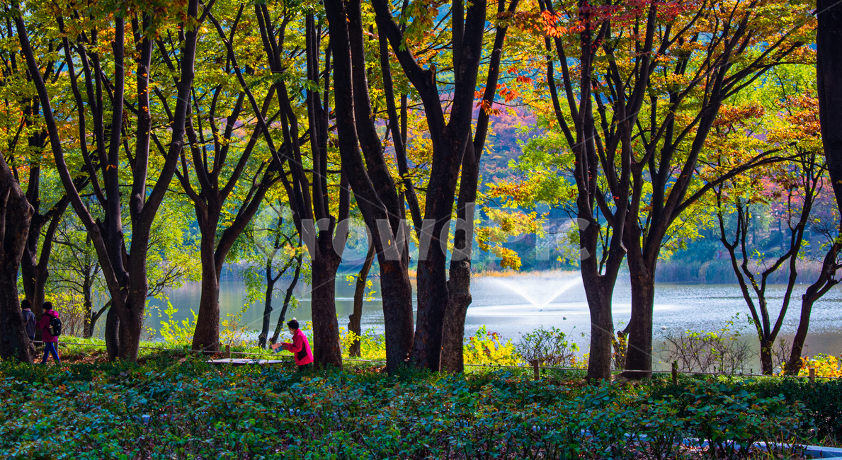 가을,단풍,만추,호수,공원,tree,가을,계절,fall,autumn,season,자연,풍경,nature,landscape,나무,tree trunk,나무 줄기,plant,식물
