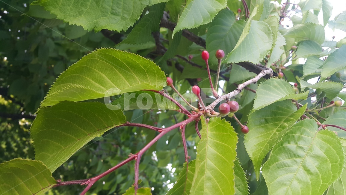 잎새,초록,벗나무,버찌,식물,자연,싱그러운,청정,힐링,컨셉,콘셉,나뭇잎,나무,계절,시즌,바탕,배경,nature,plants