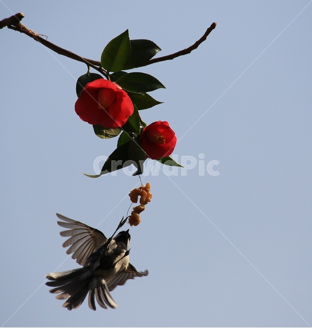 animal,동물,bird,새,plant,식물,flower,blossom,꽃,leaf,잎,동백,동백꽃,동박새,먹이,식물,자연,plants,nature,꽃,flower,동물,animal,조류,새,birds