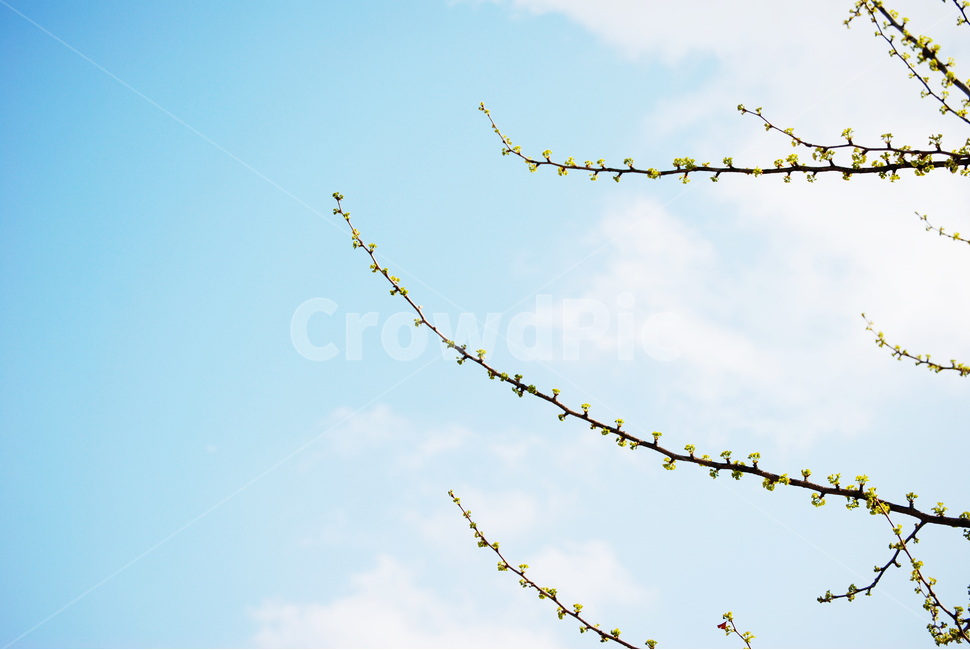 나무,하늘,늘어지다,구름,바람,tree,sky,cloud,wind,봄,계절,spring,season,식물,자연,plants,nature,꽃,flower