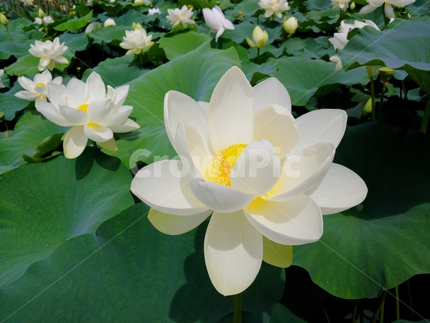 풍경,연꽃,가을,흰색,초록,식물,자연,plants,nature,꽃,flower
