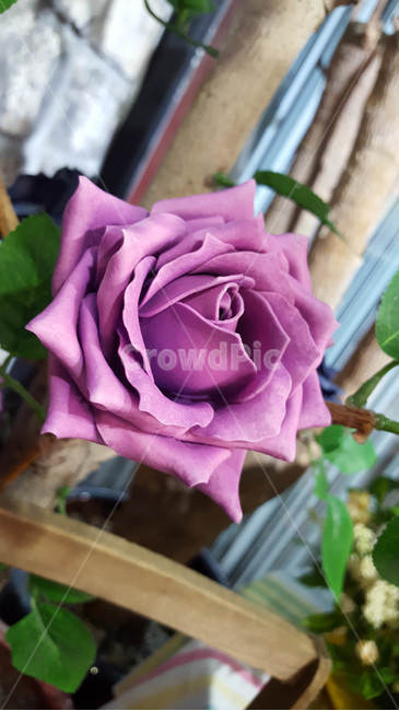 꽃,근접,flower,조화,장미