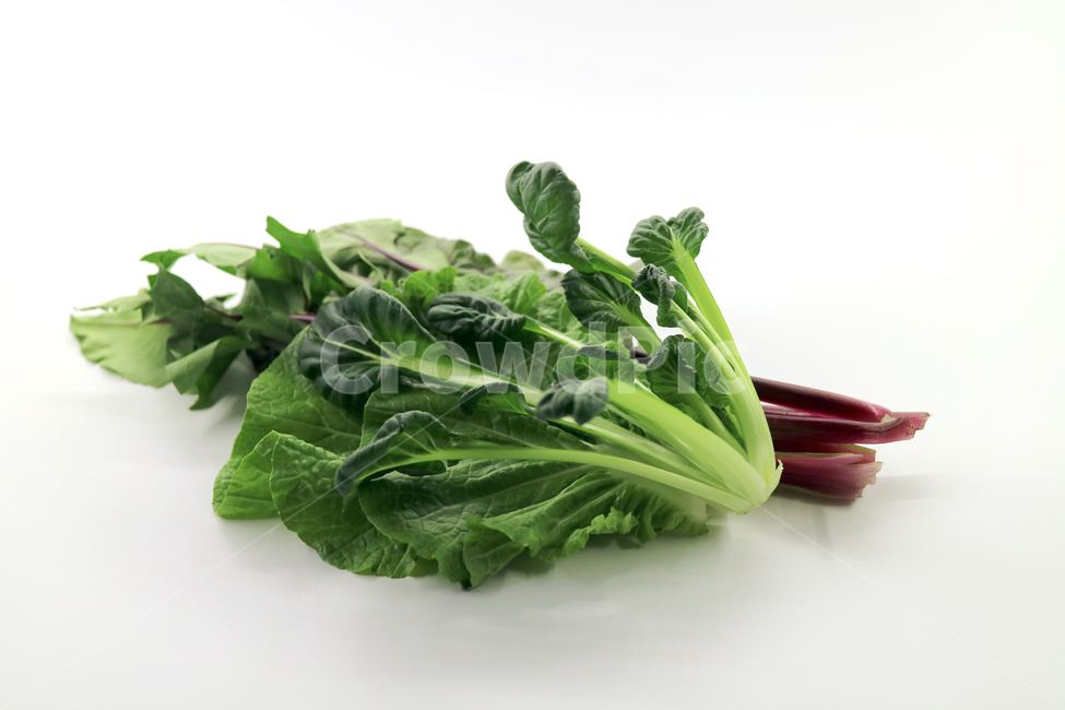 쌈채소,채소,야채,음식,식재료,food,모듬채소,모듬쌈,건강,웰빙,다이어트,샐러드,요리,식품,싱싱한,신선한,fresh,오브젝트,누끼,봄동,치커리,적근대,비타민,음식,식재료,요리,food,cook,meal,dishes,food reserves,채소,야채,vegetables,누끼,remove background