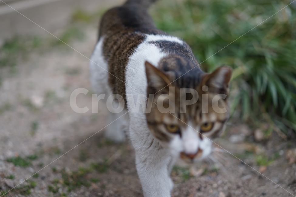 고양이,포유류,냐옹이,길냥이,길거리,캣,동물,cat,길,산책,동물,animal,고양이,cat,kitten,kitty,포유류,mammal