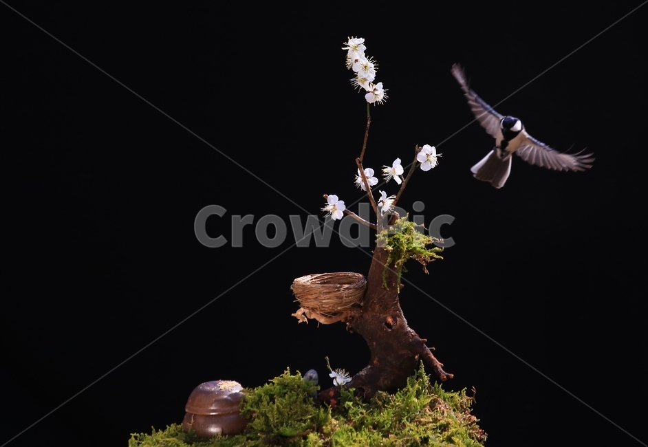 jar,항아리,pottery,도기류,pottedplant,화분,animal,동물,bird,새,plant,식물,tree,나무,새집,이끼,동박새,매화나무,매화,식물,자연,plants,nature,꽃,flower,동물,animal,조류,새,birds