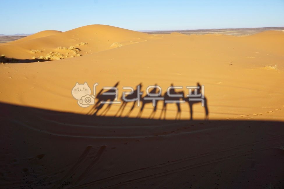 sand dunes,Morocco,shadow,camel,sahara desert,desert