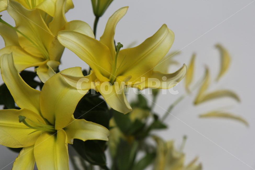 백합,꽃,노랑,lily,yellow